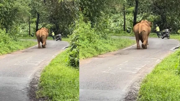 viral elephants attack video