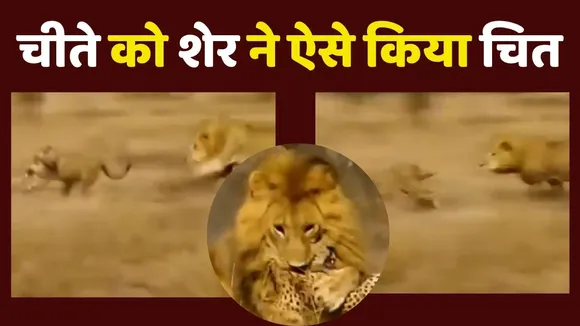 Lion and Tiger Fight video viral