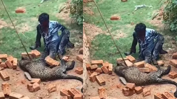 viral leopard attack