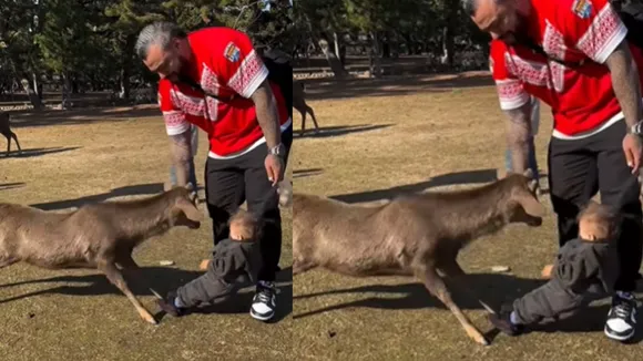 Viral video deer