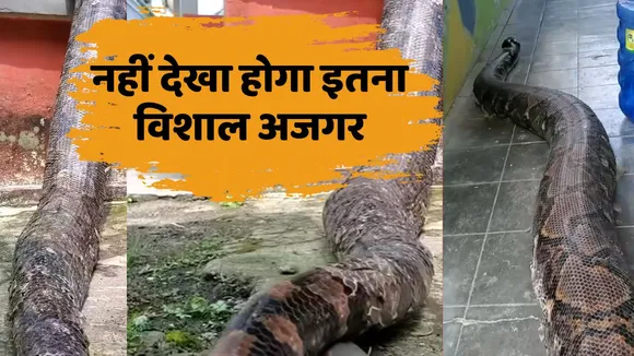 Huge Python Found in Village Video Viral
