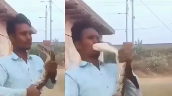 PYTHON ATTACK VIDEO