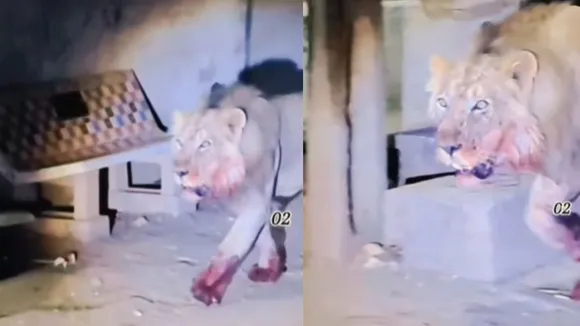 viral lion blooded