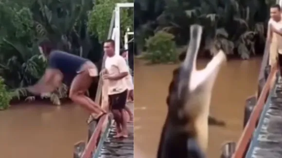 crocodile video attack