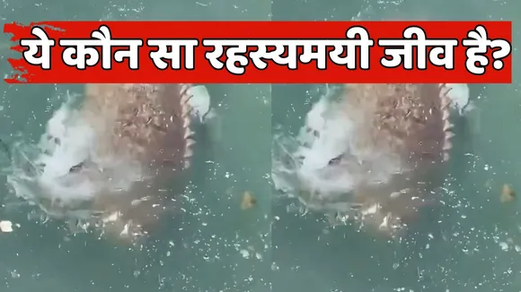 Mystirious Animal Found in Ocean Video Viral