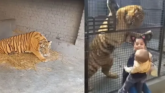 viral tiger attack video (viral tiger attack video news1)