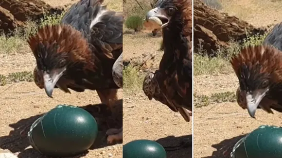 vulture viral video