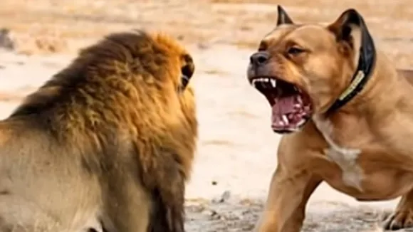 dog attack lion