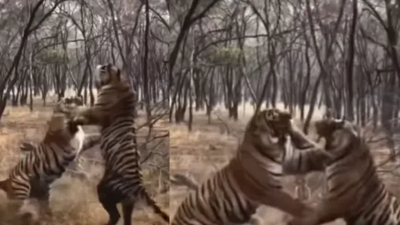 viral tiger fights video