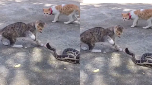 viral video snakes python