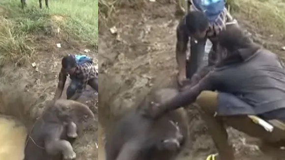 viral baby elephants