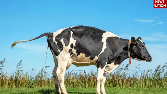 cow urine