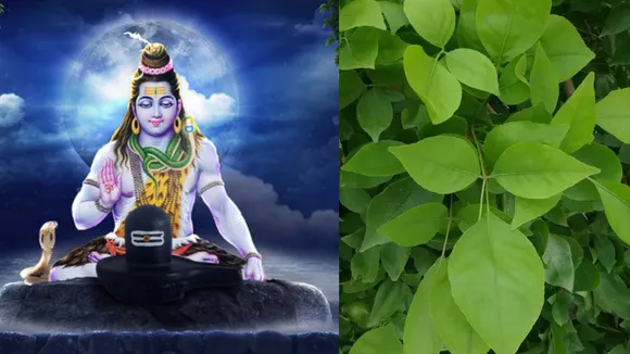Lucky Dreams of Sawan (7)