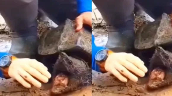 viral turtle video