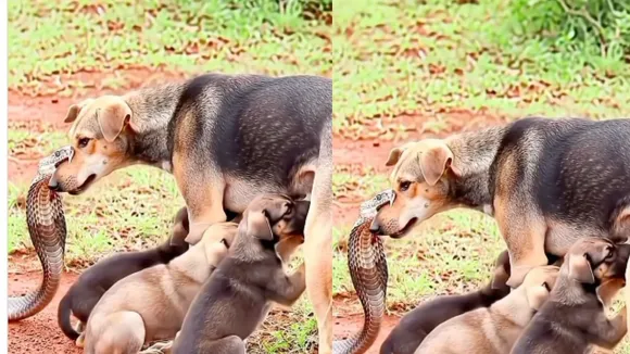 Viral video dog
