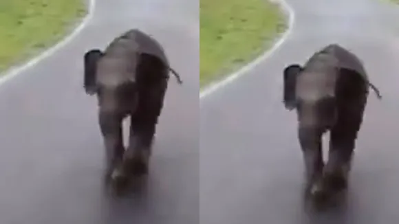 Viral video elephant baby