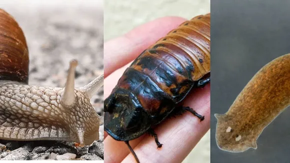 insects