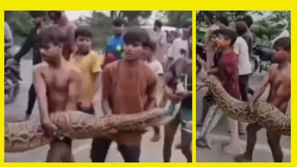 giant python video viral from up bulandshahar