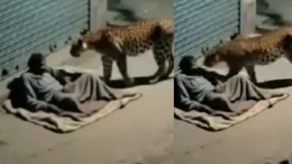 viral leopard attack on man