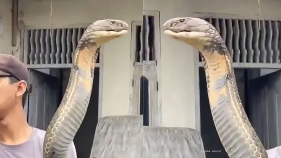 18 feet cobra