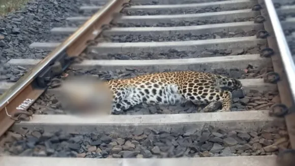 Raisen Leopard Dead body found