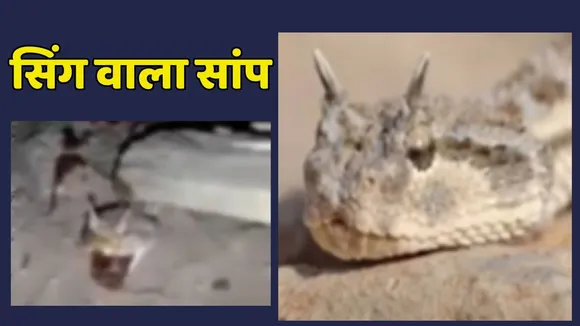 Snake Found With Horns