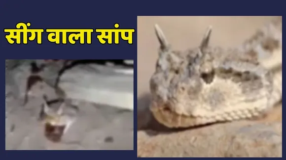 Snake Found With Horns viral