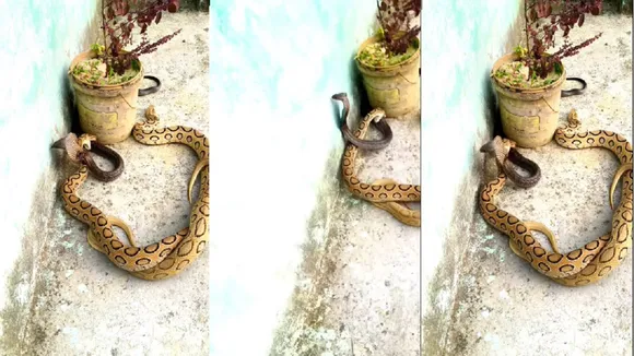 King Cobra vs Russell Viper