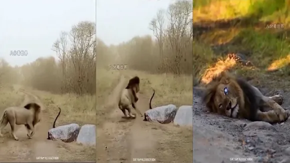 Lion vs King Cobra Fight