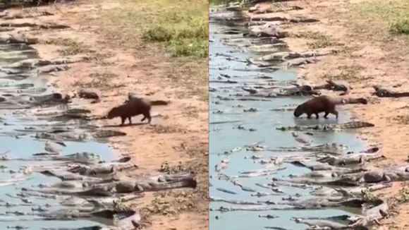 Capybara entered in crocodile group video viral