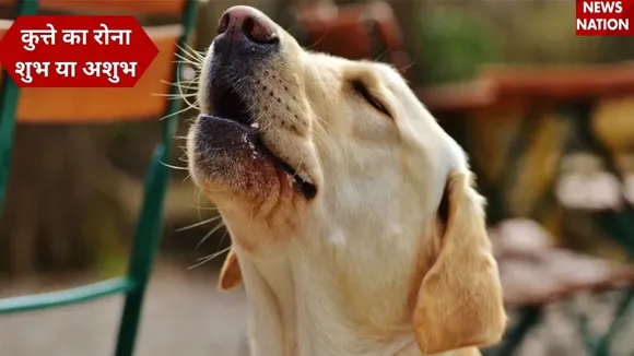 Dog Crying