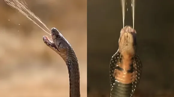 Viral cobra attack video
