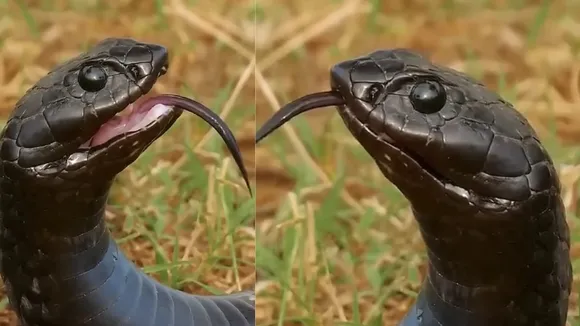 black mamba snakes video viral