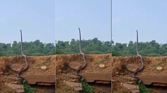 King cobra viral video