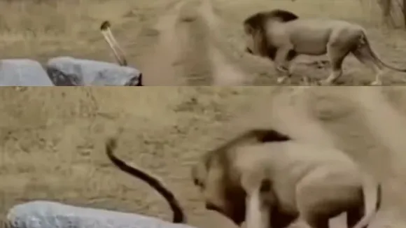 lion and cobra attack video