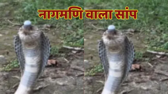 Nagmani Snake Video Viral