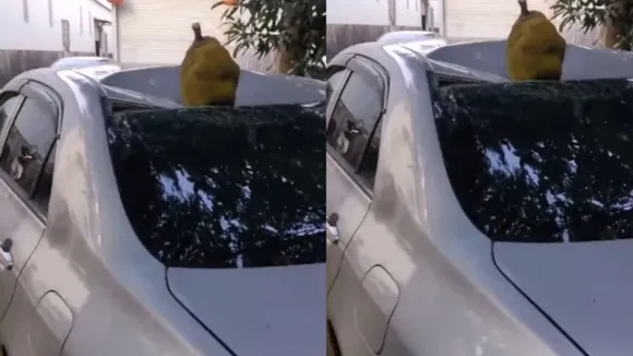 car accident video