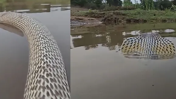 cobra swimming video