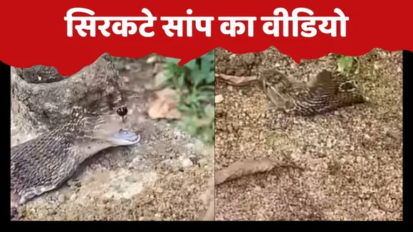 Head Cut Snake Video Viral