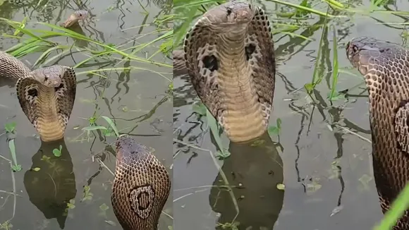 viral cobra video love