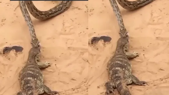 viral video lizard python