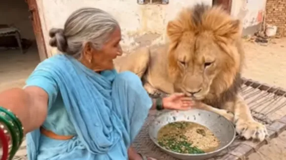 Grandmorther video with lion viral