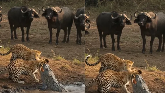 VIRAL LEOPARD SOCIAL MEDIA (1)