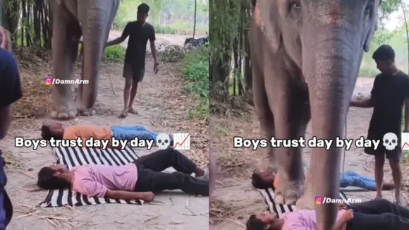 elephant video
