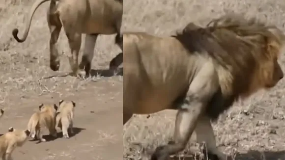 viral lion cub video on social media