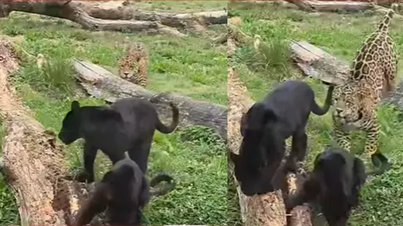 Leopard attack on black panther video viral