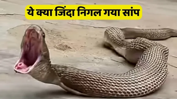Snake Sollow live Rate Video Viral