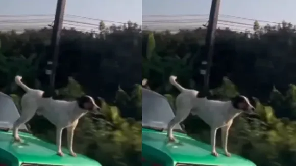 viral dog car bonet video