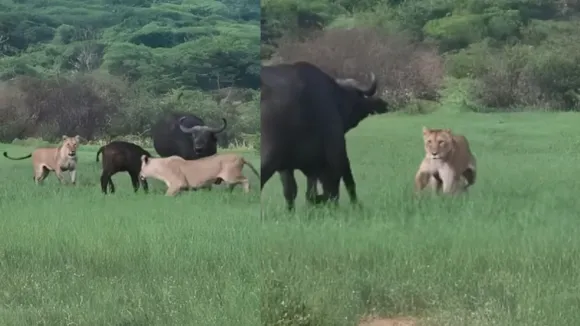 viral wildlife video (2)