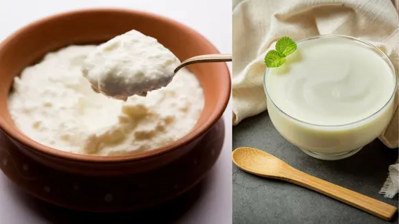 Curd and Yogurt